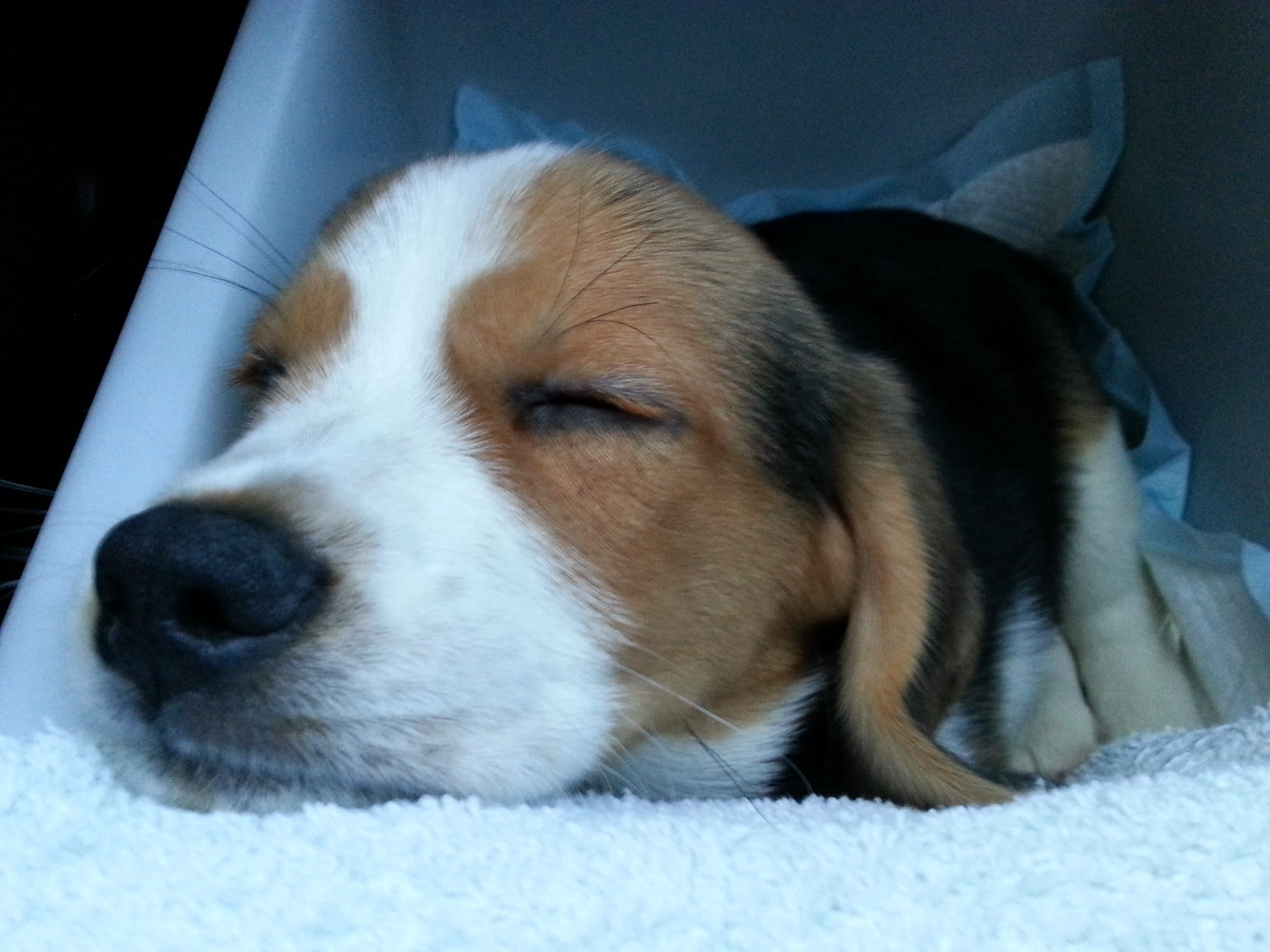 rencontre chien chiot