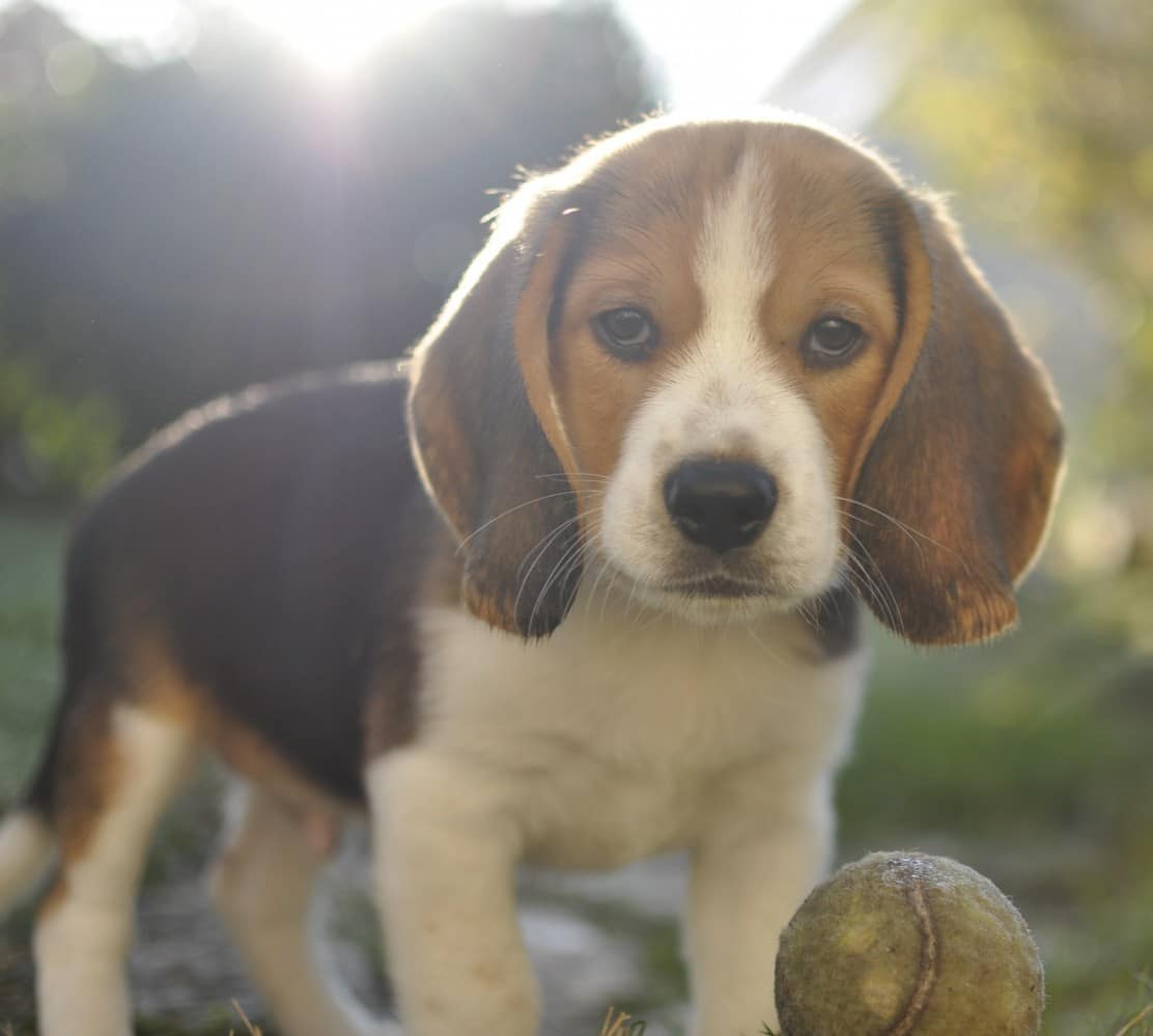 Beagle —  