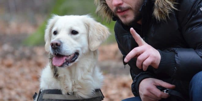 Comment devenir dresseur d'animaux