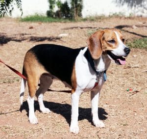 Chien beagle adulte debout