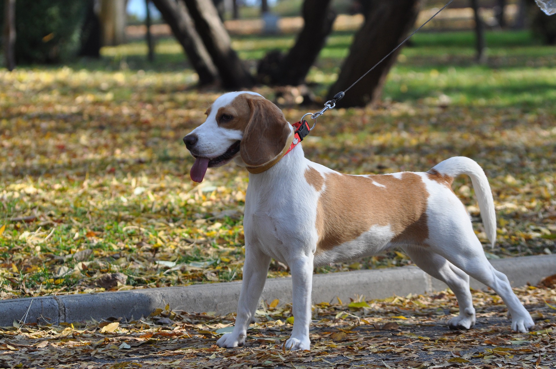 Le Beagle Adulte taille, poids, ésperance de vie,