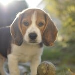 Beagle chiot Moody avec sa balle