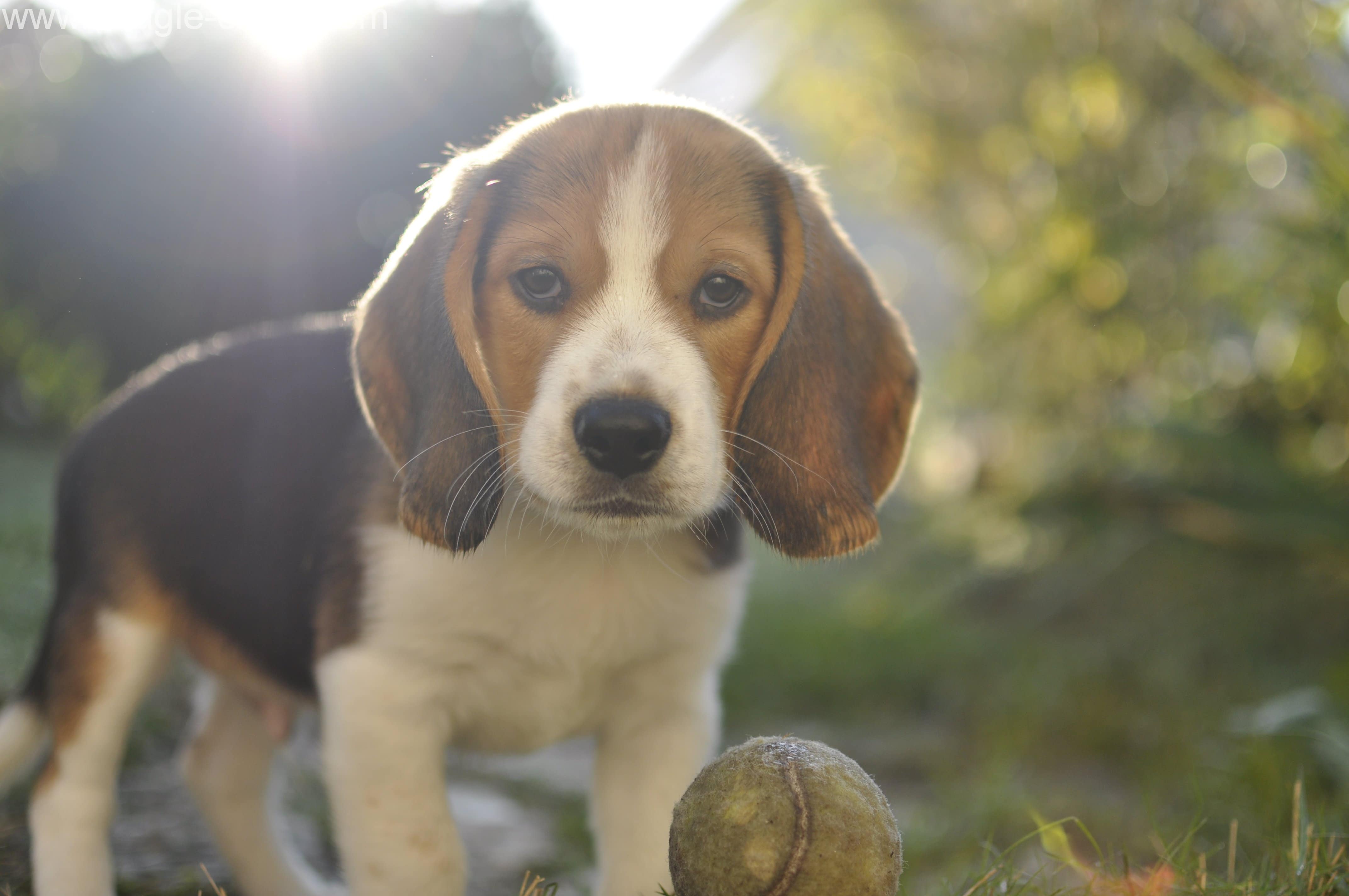 Chien Et Chiot Beagle Origine éducation Santé Prix