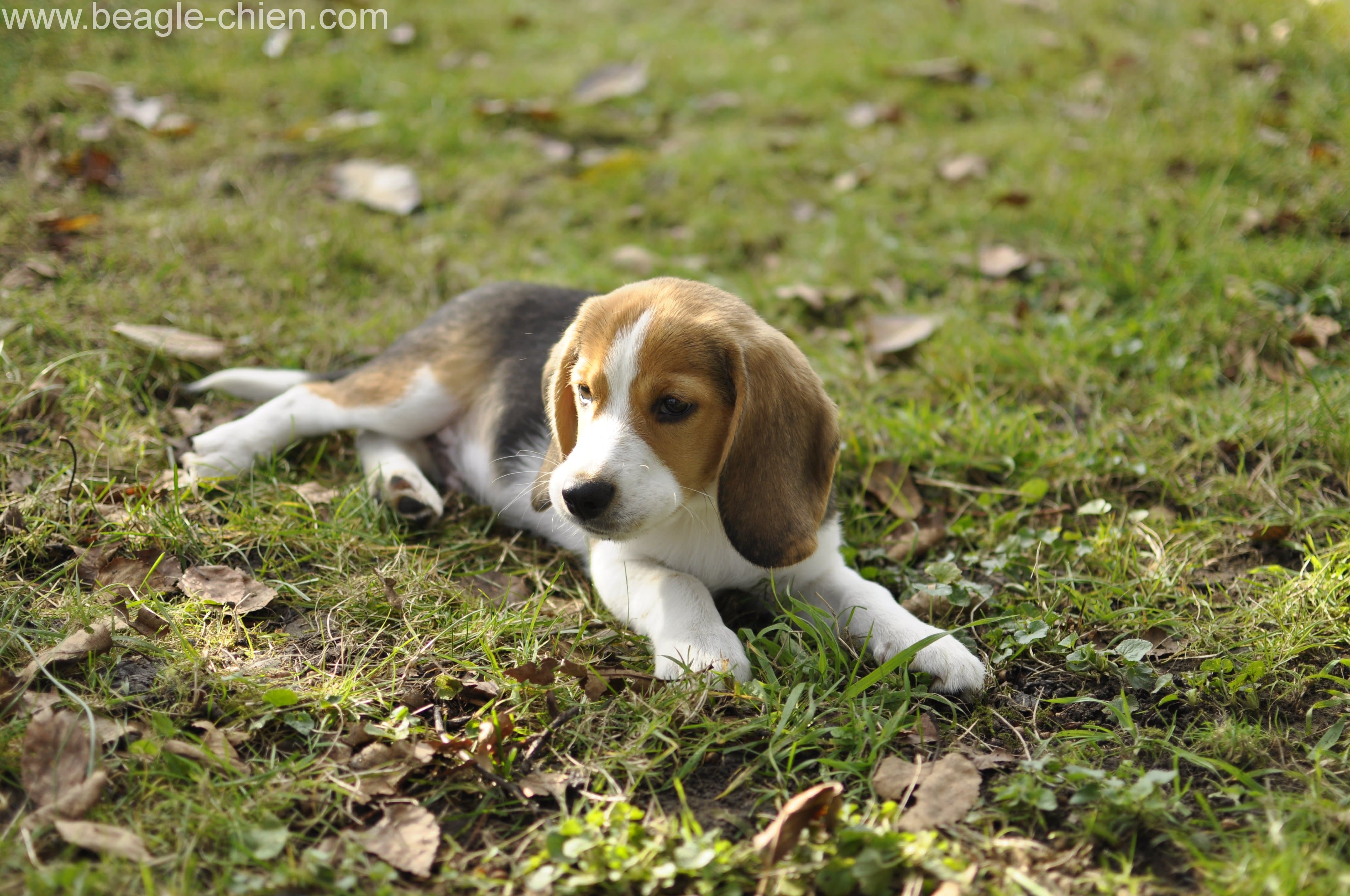 Chien Et Chiot Beagle Origine éducation Santé Prix