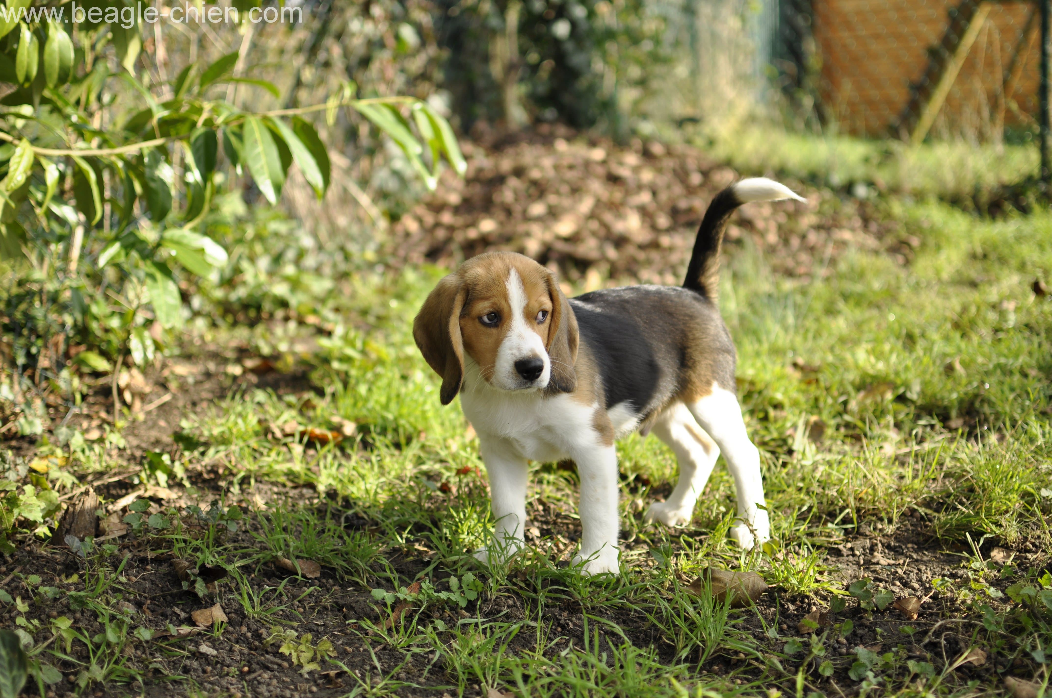 Chien Et Chiot Beagle Origine éducation Santé Prix