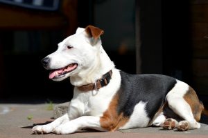 Chien officiel jack russell couché