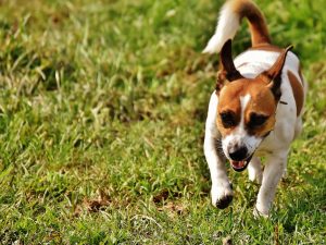 Chien Jack russel terrier
