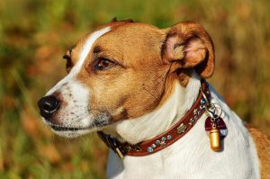 Petit chien jack russel