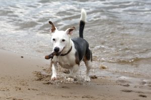 Jack russel terrier