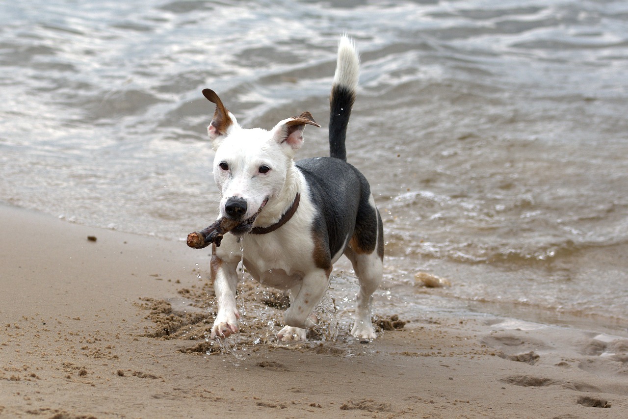 Jack Russel Terrier Tout Decouvrir Sur Ce Chien Jack Russel Terrier Tout Decouvrir Sur Ce Chien
