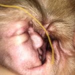 Donald trump oreille beagle