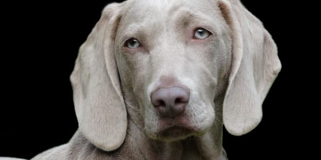 Les assurances santé pour animaux de compagnie se multiplient