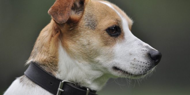 Quelle est la différence entre un Jack Russel et un Parson Russel ?