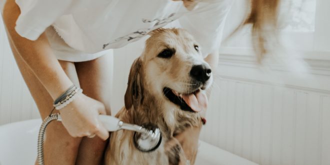 Séchoir ou pulseur pour sécher son chien après le bain?