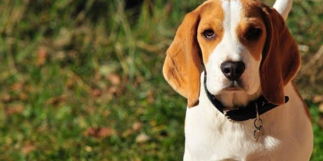 Y a t-il une limite d’âge pour prendre une assurance pour son chien ?