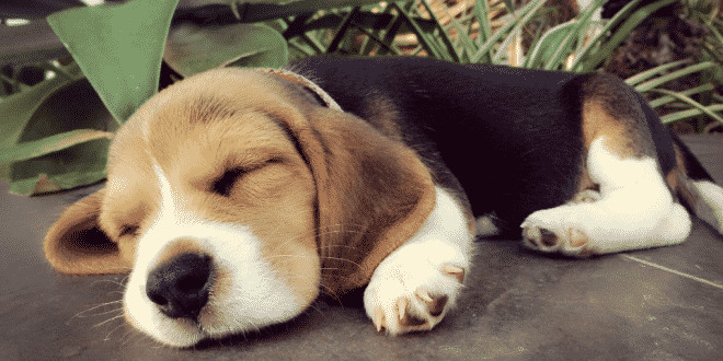 Quelles sont les exigences du chiot Beagle ?