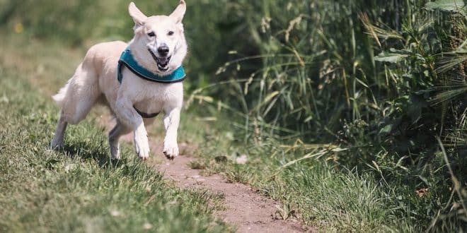 Sortir son chien : combien de fois par jour ?