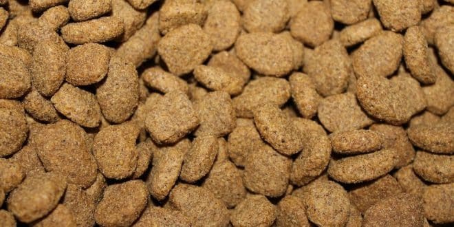 Les ingrédients d’une croquette de qualité pour les chiens