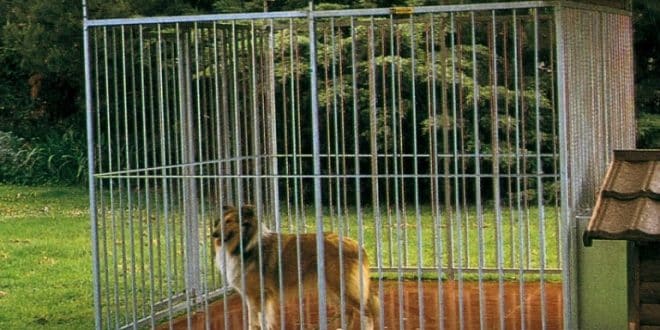 Pourquoi s’équiper d’un parc pour chien ?
