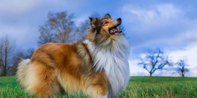 Comment entretenir le poil de son chien après l’hiver ?