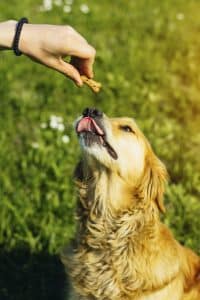 chien attendant une croquette