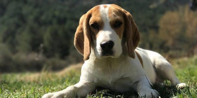 Nos conseils pour bien éduquer son chiot
