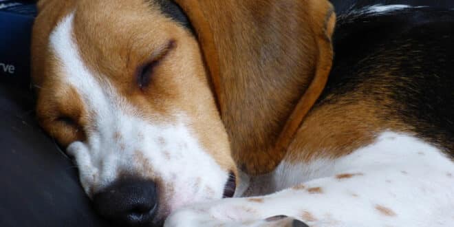 À quoi sert une assurance pour animal ?