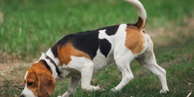 La chasse avec un beagle : tout ce qu’il faut savoir