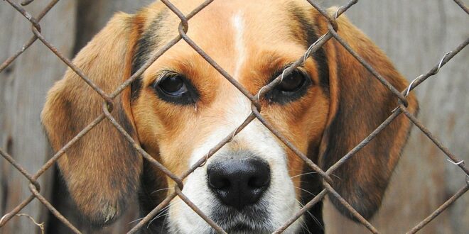 Quel chenil pour un Beagle ?