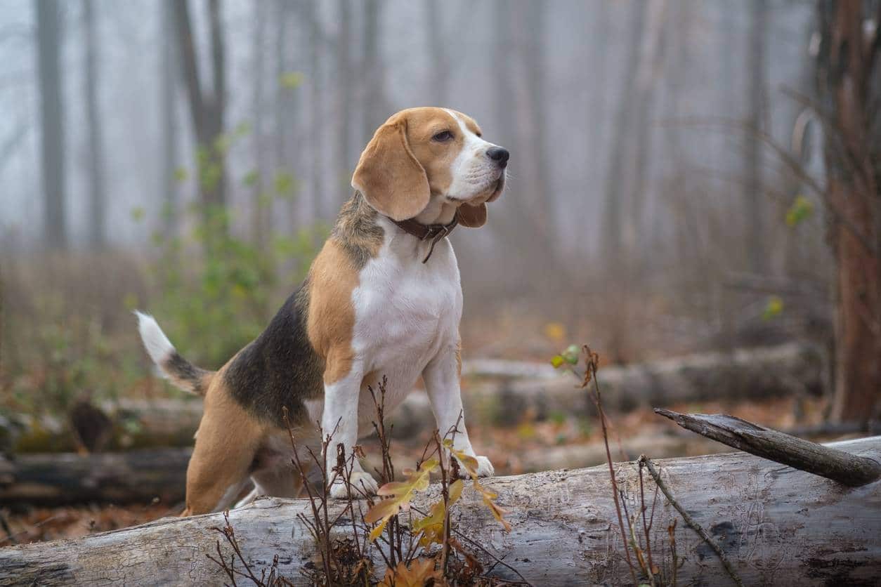 Beagle en parfaite santé