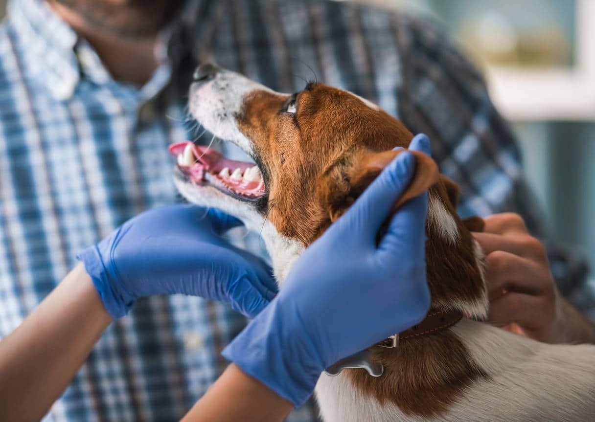 conseils pour prendre soin de la santé de son chien vermifuge