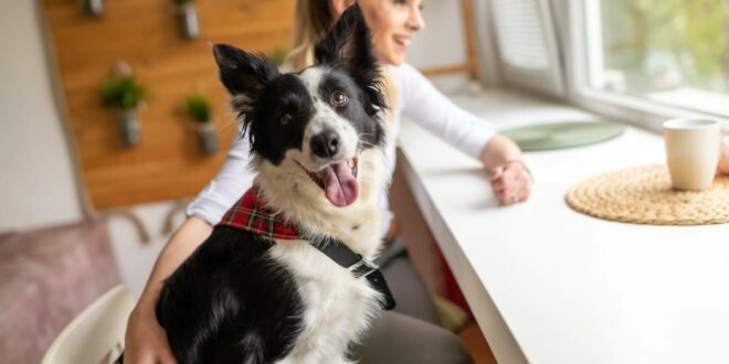 5 conseils pour prendre soin de la santé de son chien