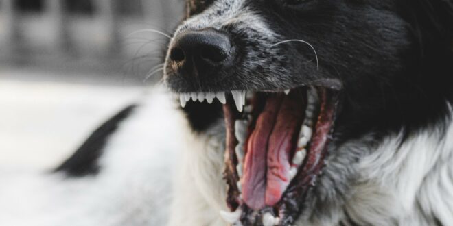 Comment un chien peut-il attraper la rage?