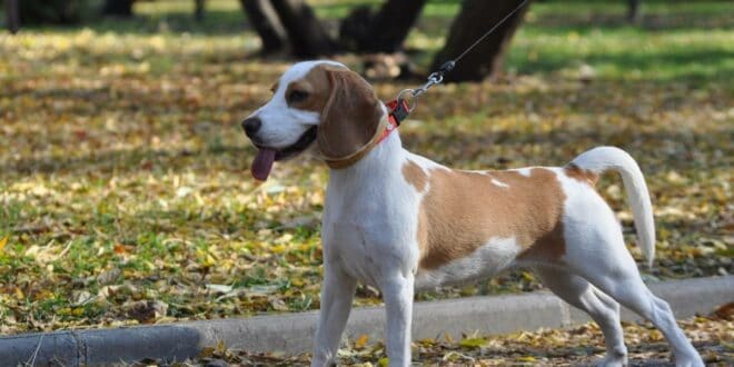 4 conseils pour la santé de votre beagle