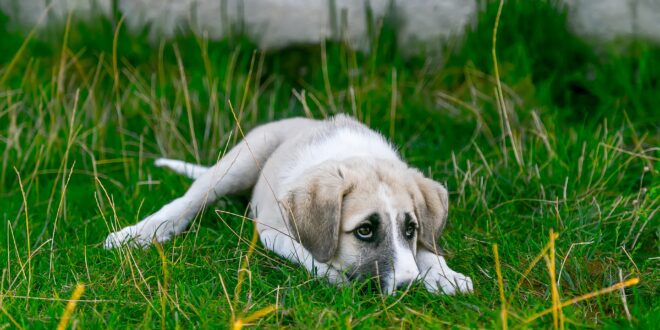 Chien et stress : quels sont les symptômes ?