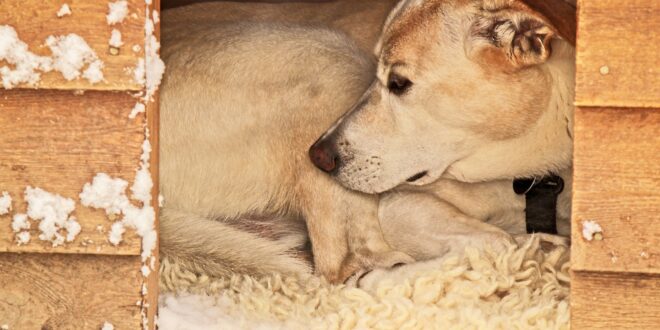 Comment choisir une niche adaptée à votre chien ?