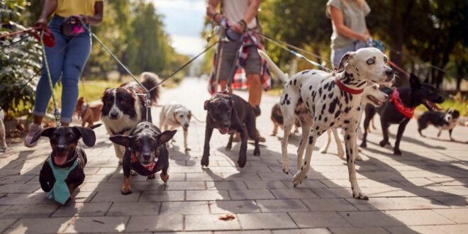 Quelles races de chiens faut-il absolument assurer ?