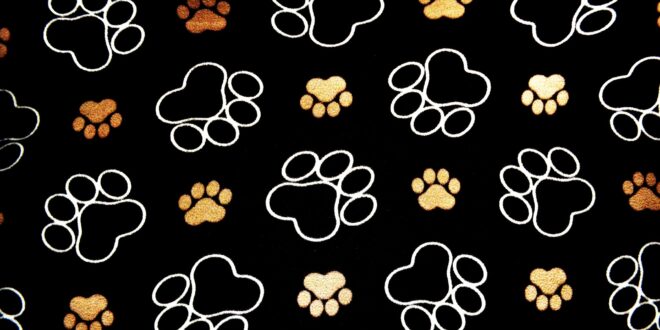 Assurance pour animaux : comment choisir ?