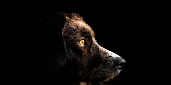 Comment réagir lorsque votre chiot pleure la nuit ?