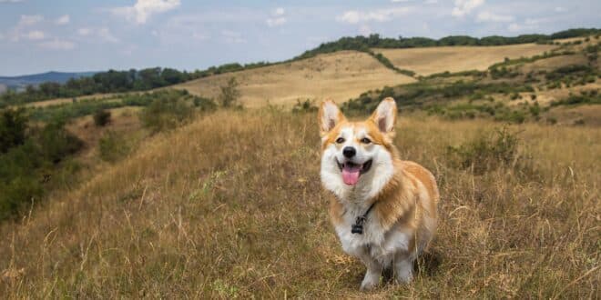 Guide sur le Corgi : origine, caractère et entretien