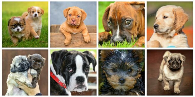 Races de petits chiens : notre TOP 5