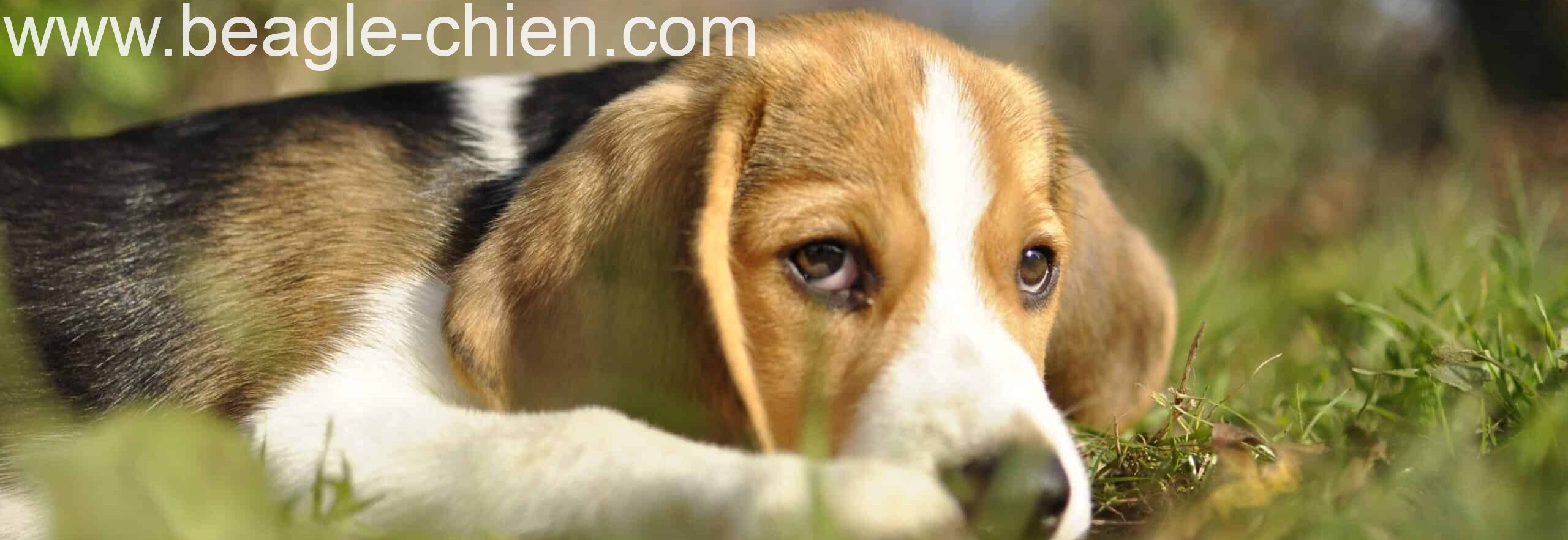 tour de poitrail beagle