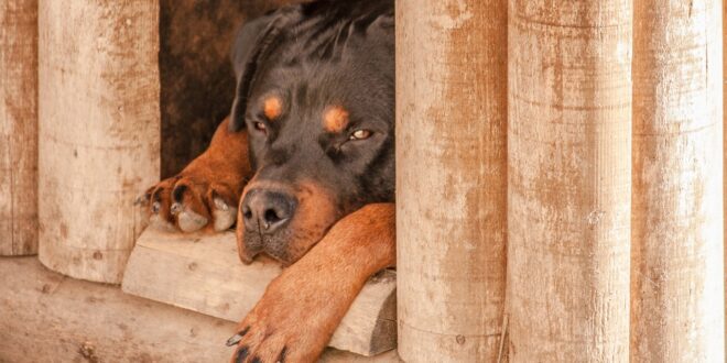 Quelle taille de niche choisir pour votre chien?