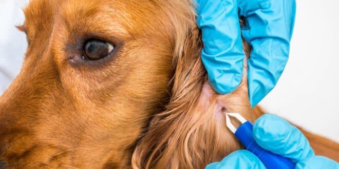 Les parasites qui attaquent les chiens et les moyens de les éliminer