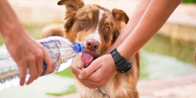 Gourde pour chien : comment ça fonctionne ?