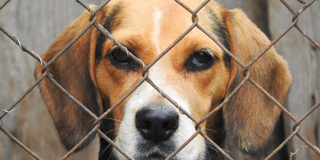 Panneau « attention au chien » : est-ce que je dois en installer pour mon Beagle ?