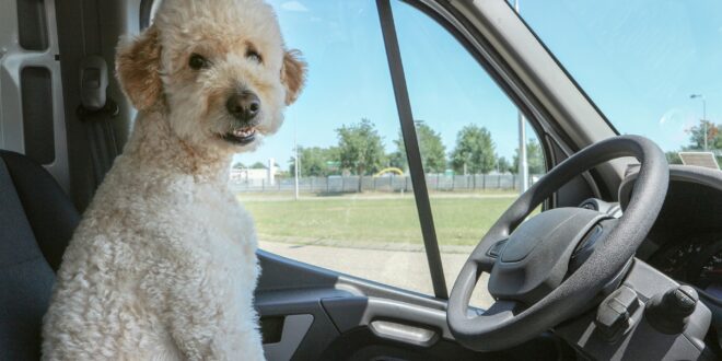 À quoi il faut faire attention lorsqu’on voyage avec son animal de compagnie ?