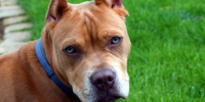 Quelle est la réglementation des chiens de catégorie 1 et 2 ?