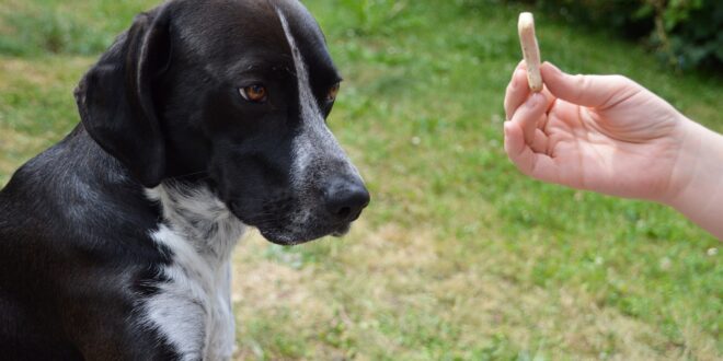 À quel âge commencer l’éducation d’un chien ?