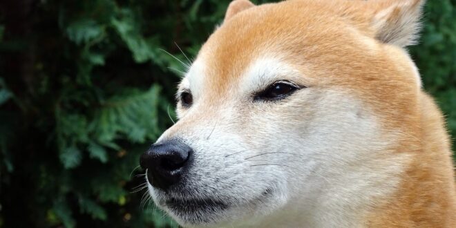 Shiba inu : les différentes couleurs de pelage